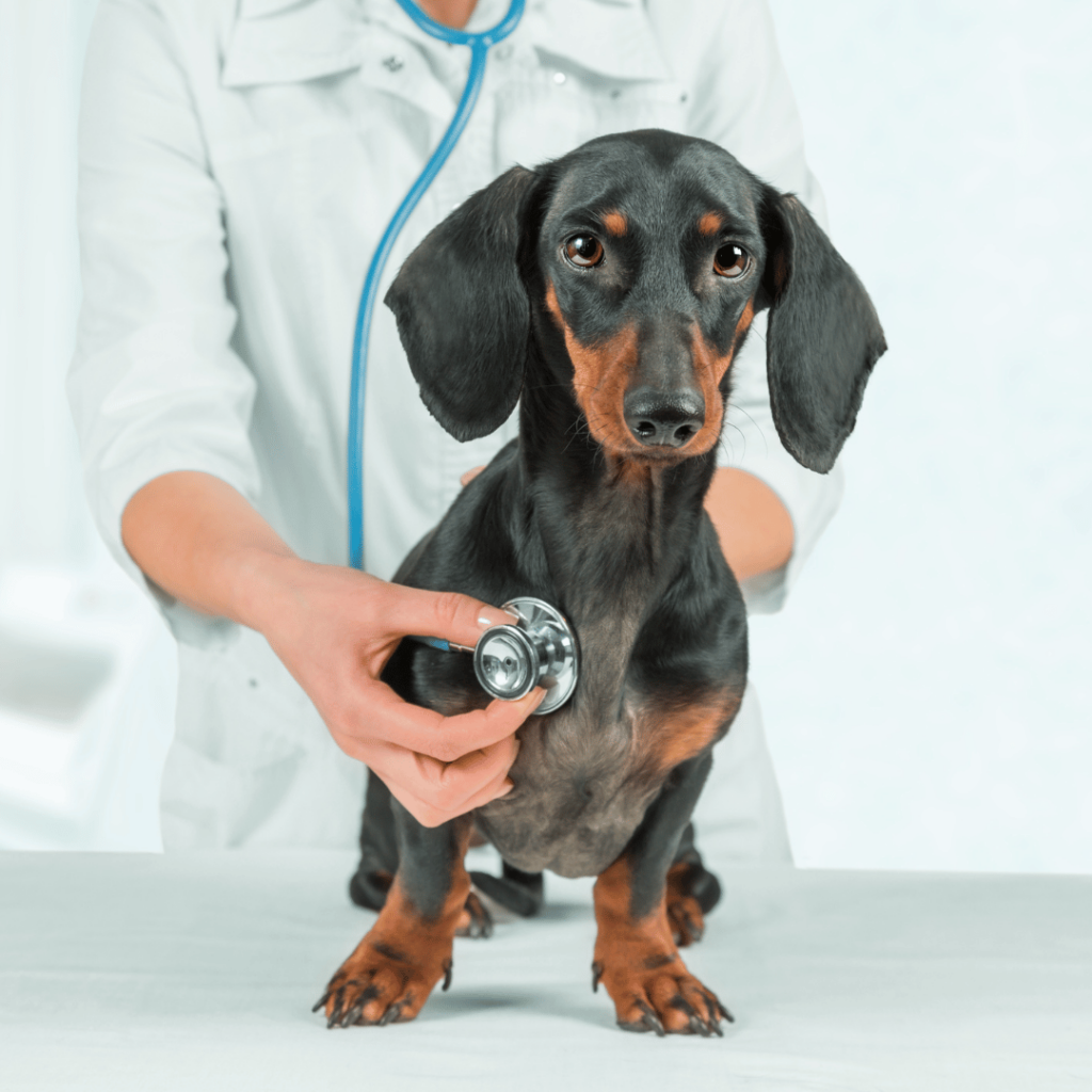 dyrlæge med en lille hund